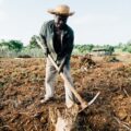 Afrikanischer Bauern erntet faire Produkte